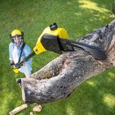 How Our Tree Care Process Works  in  Point Pleasant, WV