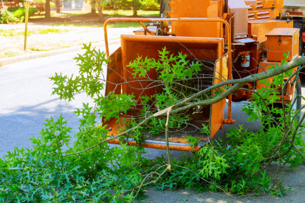 Best Tree Cabling and Bracing  in Point Pleasant, WV
