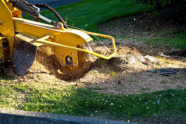 Best Firewood Processing and Delivery  in Point Pleasant, WV