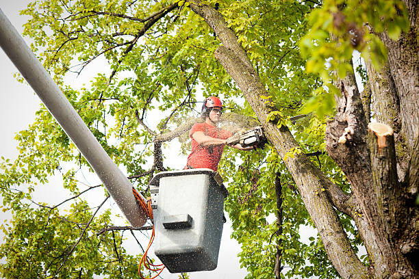 Best Commercial Tree Services  in Point Pleasant, WV
