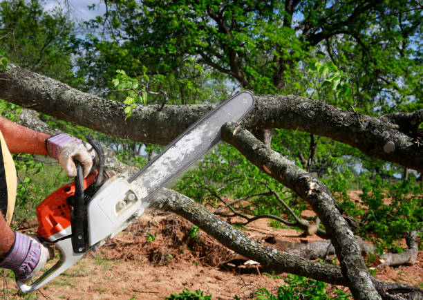 Best Lawn Grading and Leveling  in Point Pleasant, WV