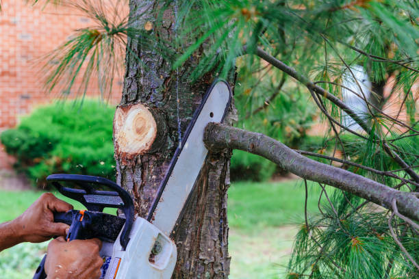 Point Pleasant, WV Tree Services Company